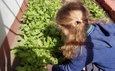 Tiempo de cosecha en la huerta…